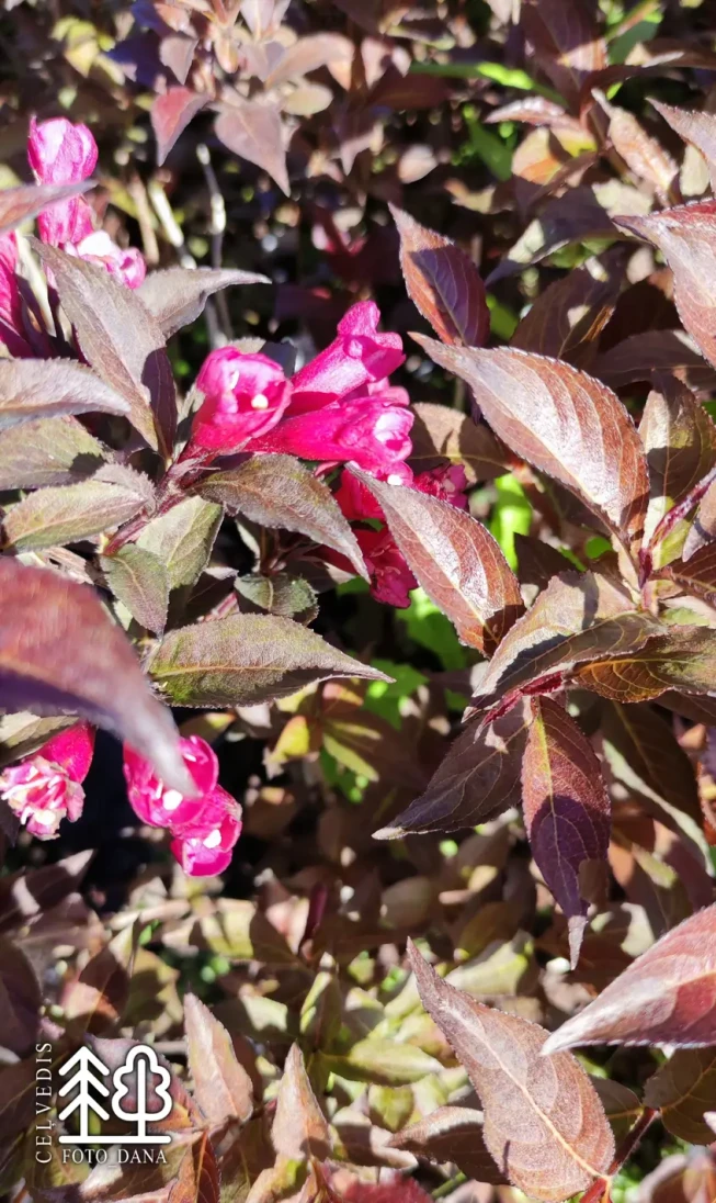 Weigela   NAOMI CAMPBELL = 'Bokrashine'